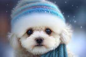 baby puppy images browse 151 stock