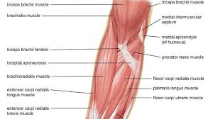 The pronator teres and quadratus control pronation, or rotation of the forearm so that the palm faces downward. Human Muscle System Functions Diagram Facts Britannica