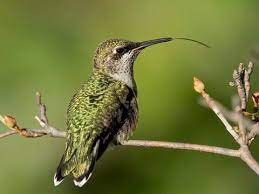 Where can Look For Hummingbirds In Arkansas?
