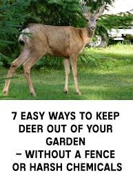 7 easy ways to keep deer out of your