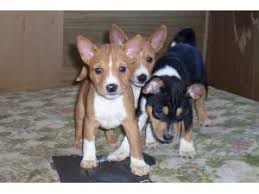 I would love to have you come by and dp basenjis breeding goals our temperament, health, and quality. Basenji Puppies For Sale