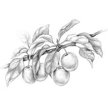 See more ideas about drawings, pencil drawings, art drawings. Pencil Sketching For Beginners Adobe