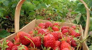 baguio strawberry farm realbreeze