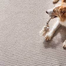carpet care maintenance guide