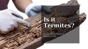 signs of a termite infestation astro