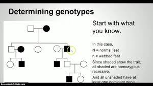 Practical molecular genetics session 7 human genetics pedigree analysis, questions and answers. Seventh Grade Lesson Pedigrees Betterlesson