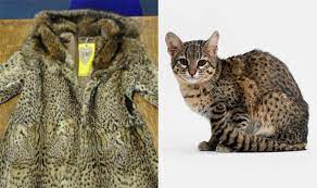 Uk Police Seize Coat Made From Fur Of