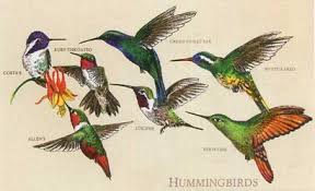Hummingbird Bird T Shirts On For Men Women And Children Who