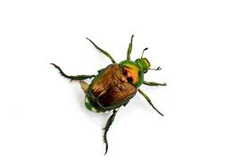 how to get rid of beetles naturally