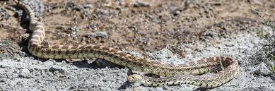 Sayi found in the midwest. Bullsnake Yellowstone National Park U S National Park Service