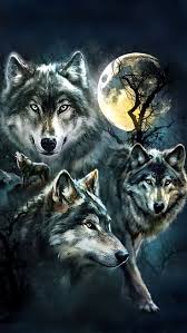 wolf wallpapers wolf backgrounds