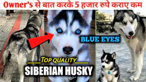 blue eyes siberian husky puppy top