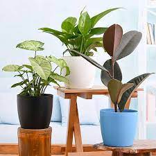 Low Maintenance Indoor Plants Bundle