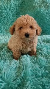 toy teacup poodle puppies