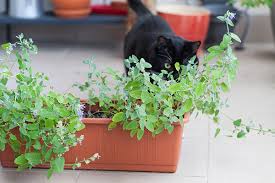 Grow Your Own Cat Herb Garden Animal