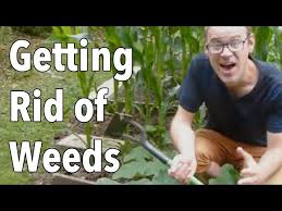 Getting Rid Of Weeds