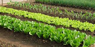 An Introduction To Vegetable Gardening