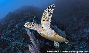about hawksbill turtles