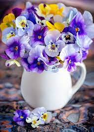 Не се отказвайте от хобито си, има цветя, които са приятели със сянката! Krasivi Cvetya Home Facebook
