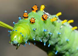 Shop caterpillar shoes, clothing, workwear and accessories. Quiz How Many Types Of Caterpillars Can You Identify