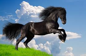 Friesian Horse Information and Pictures - PetGuide