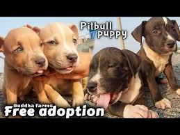 pitbull puppies for free adoption 4