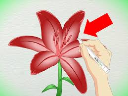 3 ways to draw a lily wikihow
