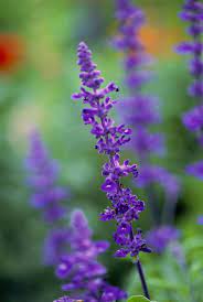 Purple bellflowers are hardy plants that can grow full, showy flowers perfect for cottage gardens. 15 Super Plants For Texas Landscapes Better Homes Gardens