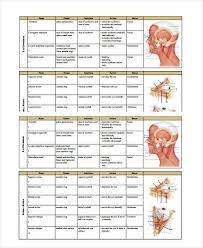 Male muscular system, full anatomical body diagram with muscle scheme, vector illustration educational poster. Muscle Chart 7 Free Pdf Documents Download Free Premium Templates