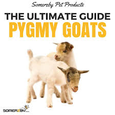 Read profiles of goats' personalities. Ultimate Guide To Keeping Pygmy Goats As Pets