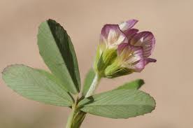 Trifolium grandiflorum Schreb. | Plants of the World Online | Kew ...