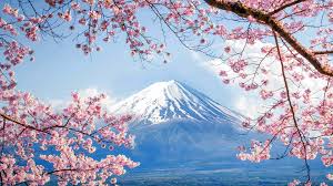mount fuji cherry blossom scenery