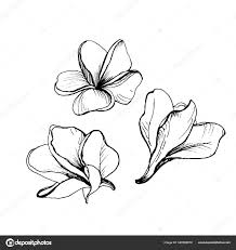 hand drawing set plumeria flowers