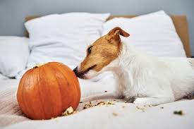 Dog Gnaws Orange Pumpkin Indoors