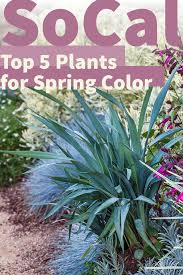 Southern California 5 Plants For