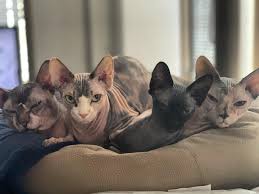 We are a small cattery located in seattle, washington. Devata Sphynx Home Facebook