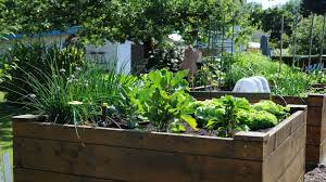 what can you grow in raised garden beds