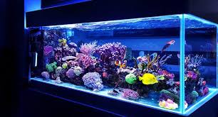 Glass Vs Acrylic Aquariums In Depth
