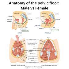 talk about pelvic floor central