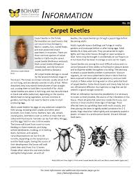 carpet beetle bohart museum of entomology