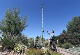 Recently, (3) _, the dutch flower growers have been having difficulties in coping with the tough competition from abroad. Once In A Lifetime Bloom Expected This Month For Colorado Agave Plant The Denver Post