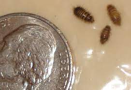 misidentified carpet beetle larvae