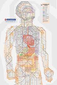 Anatomy trains links the individual muscles into functional complexes, each with a specific anatomy and 'meaning'. A Detailed Human Anatomy Subway Map Illustrated In The Distinctive Style Of The London Underground