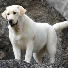 However free labrador retrievers are a rarity as rescues usually charge a small adoption fee to cover their expenses ($100 to $200). Puppyfind Black Lab Puppies For Sale