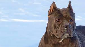 American bully xxl züchter nrw. Blue Pitbulls Pennsylvania Pa Blue Pitbull Puppies For Sale