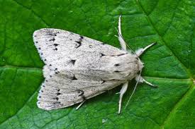 what is a miller moth