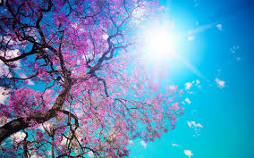 Sky Spring Time Sunshine Blue Sky Tree Nature Blossom Weather