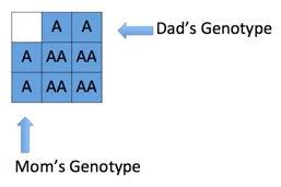 Understanding Genetics