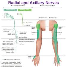 Peripheral Nervous System Spinal Nerves And Plexuses