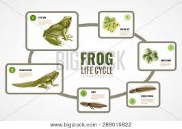 Frog Life Cycle Vector Photo Free Trial Bigstock